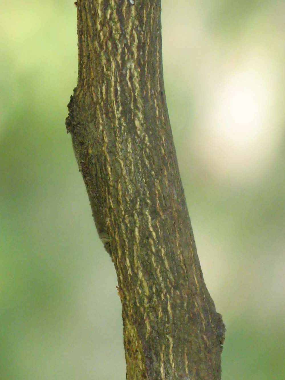            Second - third year twig (Thornless Key lime, Winter Haven,   FL)   